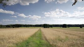 Ilustrasi Lahan Ilegal. (Pixabay.com/Arcaion)
