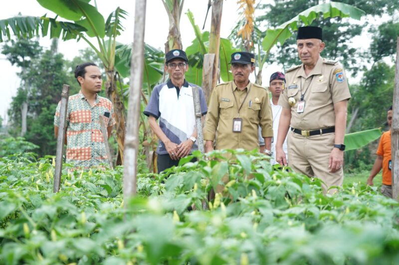 Foto : Pj. Bupati dan Ir. Puguh melihat keberhasilan pertanian cabai di Desa Petrah dan kekayaan durian yang beragam di Banjar. (Do.Ist)