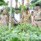 Foto : Pj. Bupati dan Ir. Puguh melihat keberhasilan pertanian cabai di Desa Petrah dan kekayaan durian yang beragam di Banjar. (Do.Ist)