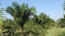 Pabrik kelapa sawit (PKS) tanpa kebun makin menjamur, jika tidak ditata akan merusak kemitraan yang sudah. (Pixabay.com/sarangib)